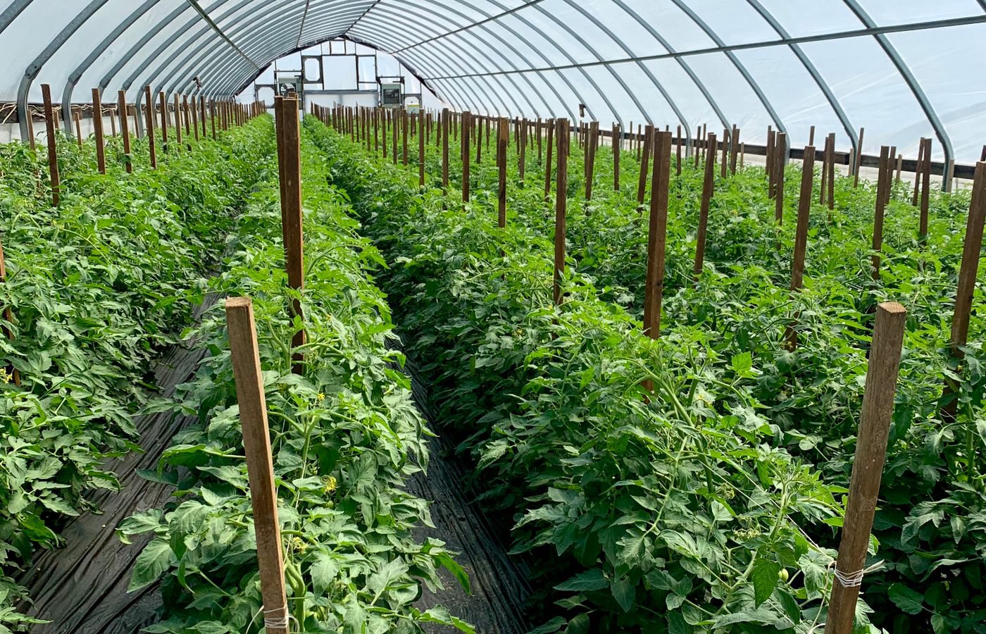 Tomato crops growing in a protected greenhouse environment