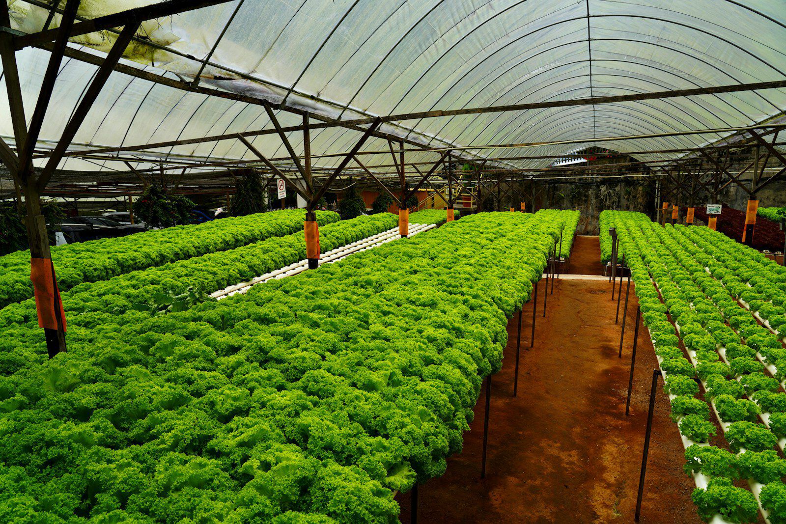 Rows of greenhouse crops grown in a controlled environment
