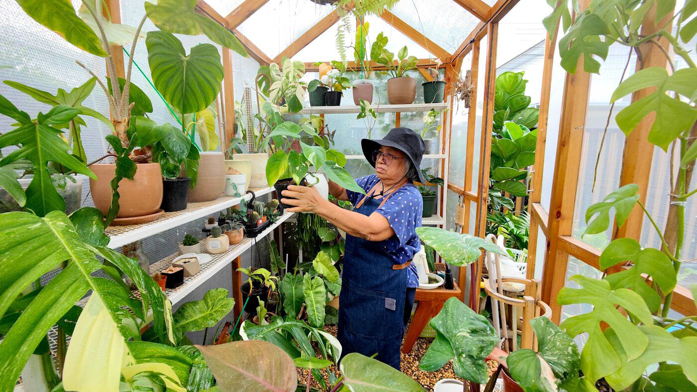 Greenhouse grower tending plants in a protected cultivation setup
