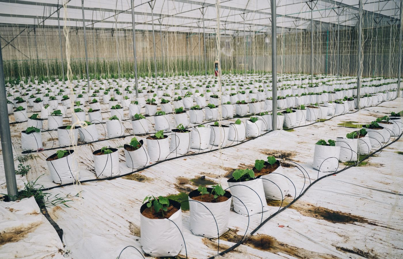 Rows of greenhouse crops planted in professional grow bags
