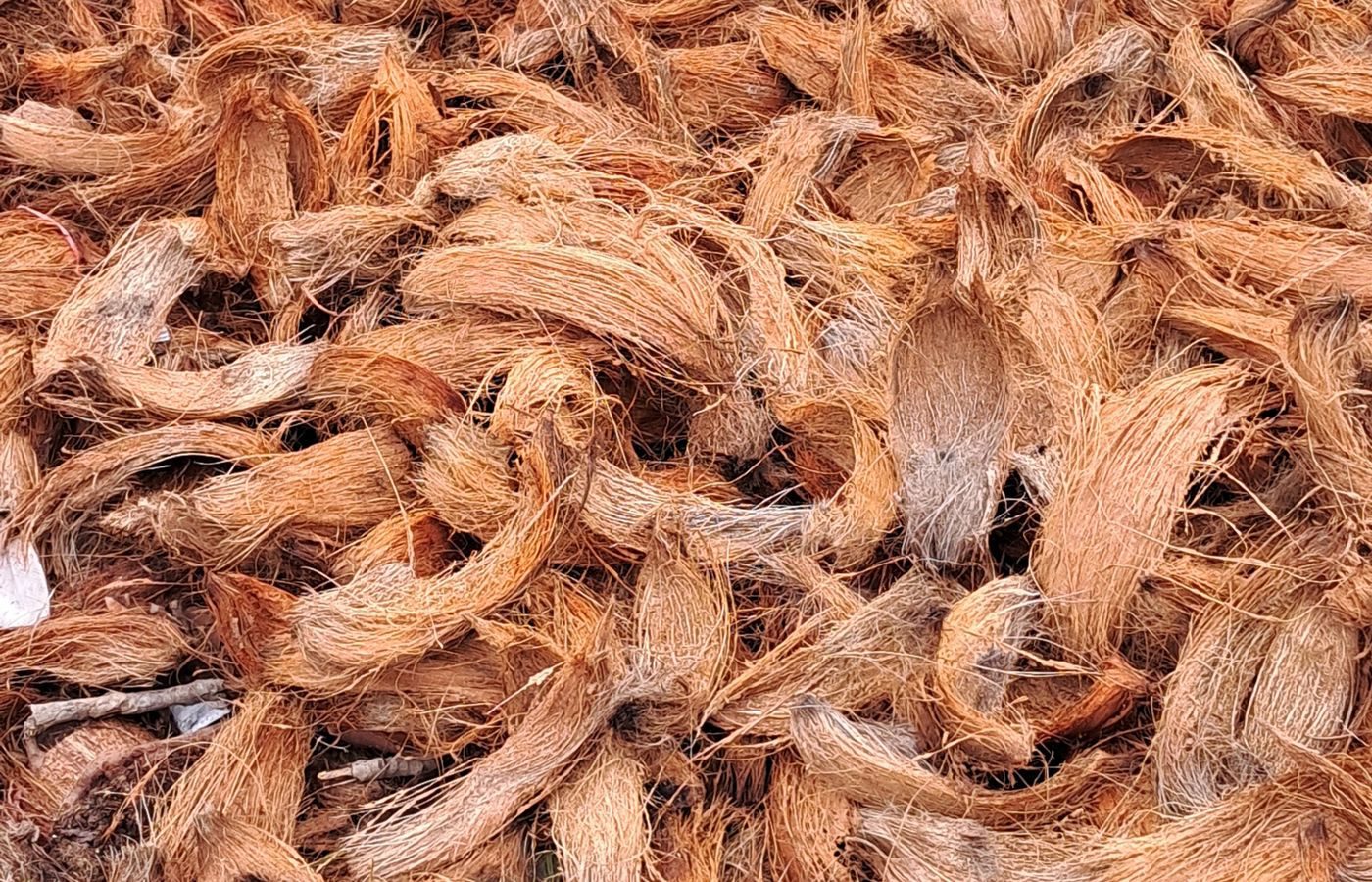 Raw coconut coir fiber used for High EC growing media and field conditioning