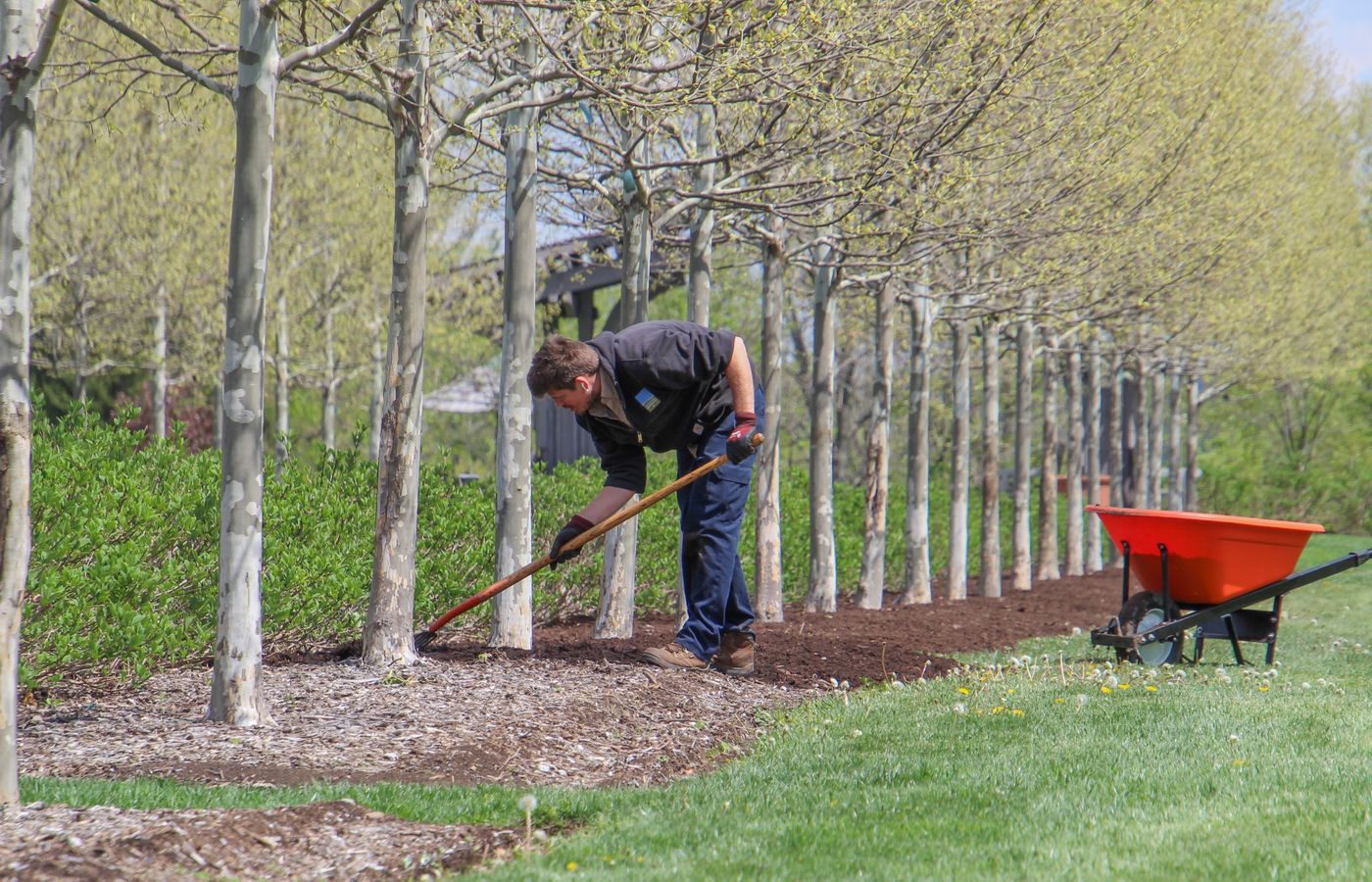 Landscaping crew maintaining a mulched orchard row