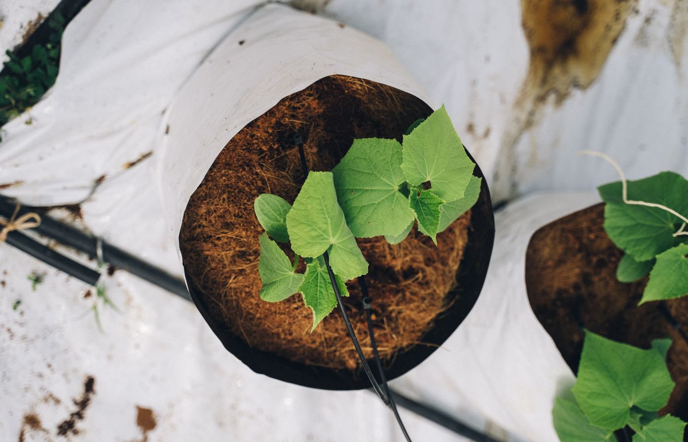 Low EC coco peat supporting young seedlings in a controlled grow setup