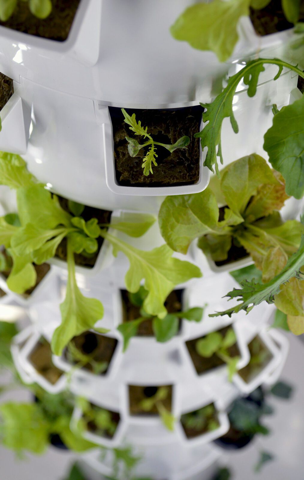 Seedling trays in a nursery environment